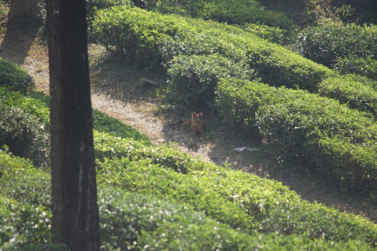 a-close-encounter-of-the-canid-kind-1