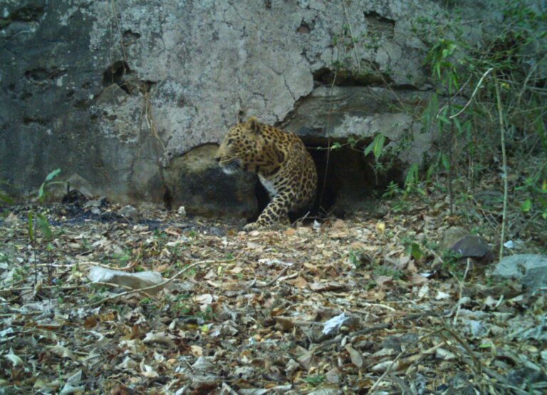 a-leopards-bold-traverse-2