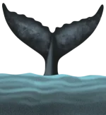 bluemap-india-icon-humpback-whale-tail-op