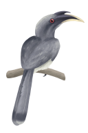 home-page-bottom-bird
