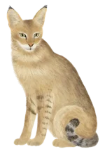 illustrations-icon-cat-op