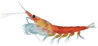 mr-krill-op