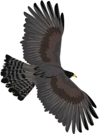 publications-black-eagle-divider-op
