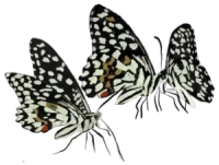 publications-butterfly-divider-op