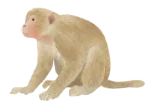 publications-icon-macaque-op
