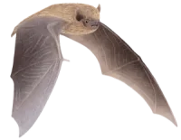 publications-pipistrelle-divider-op